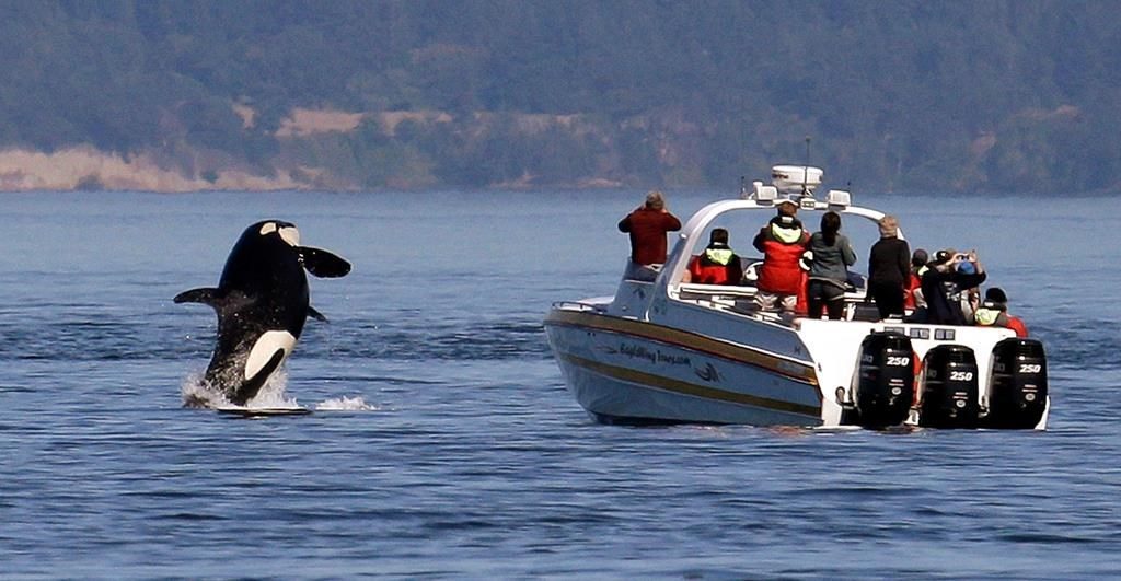 Private Whale Watching Victoria Bc