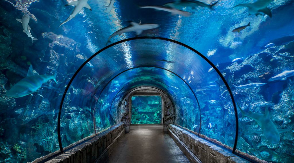 Shark Reef Aquarium