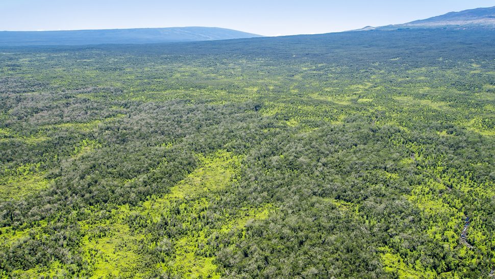 Rainforest Canopy