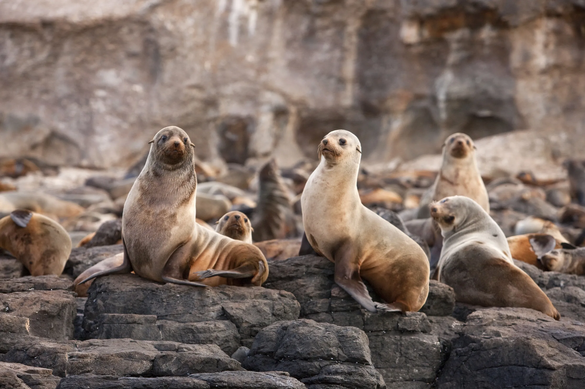 Seal Rocks