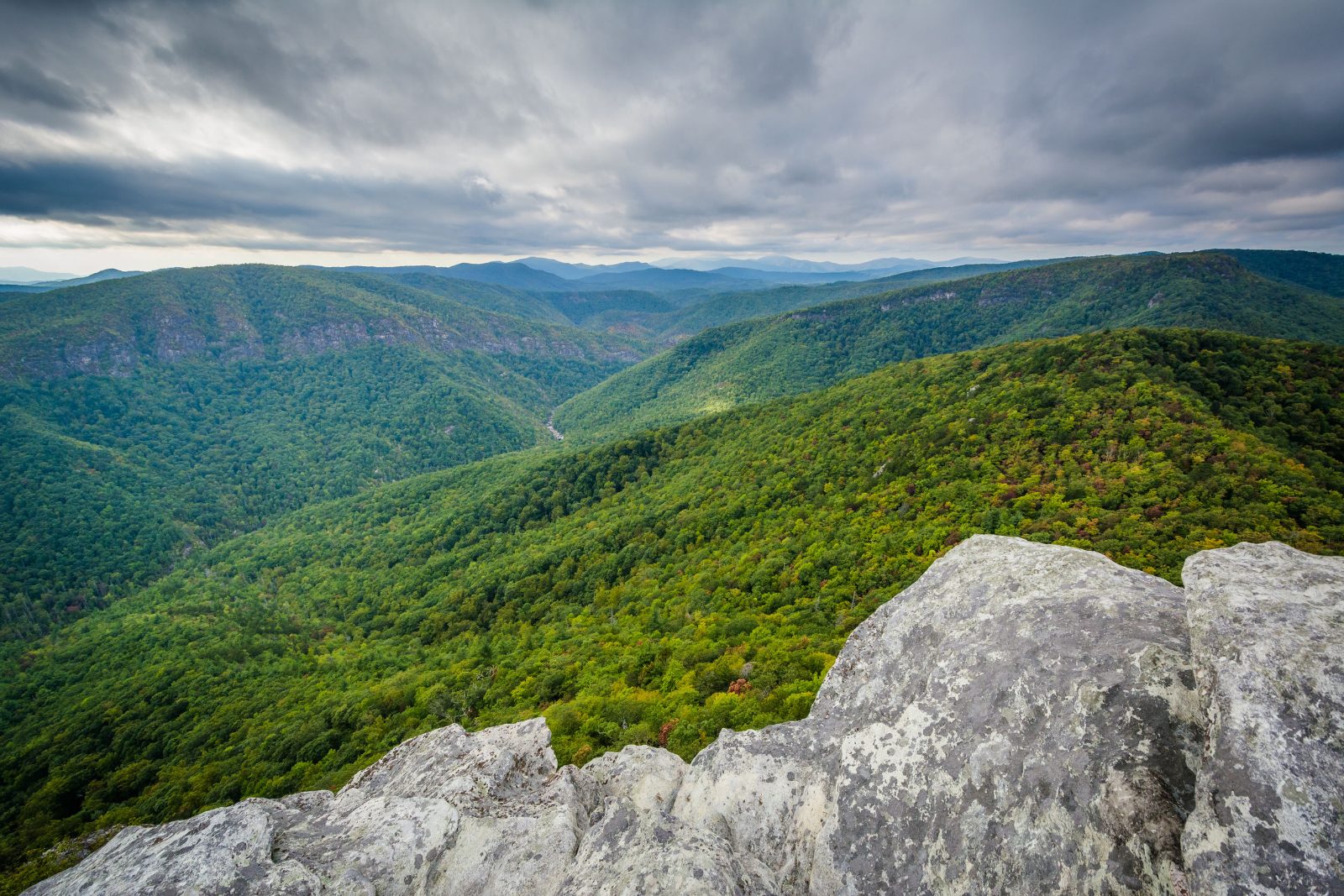 Pisgah National Forest Canopy