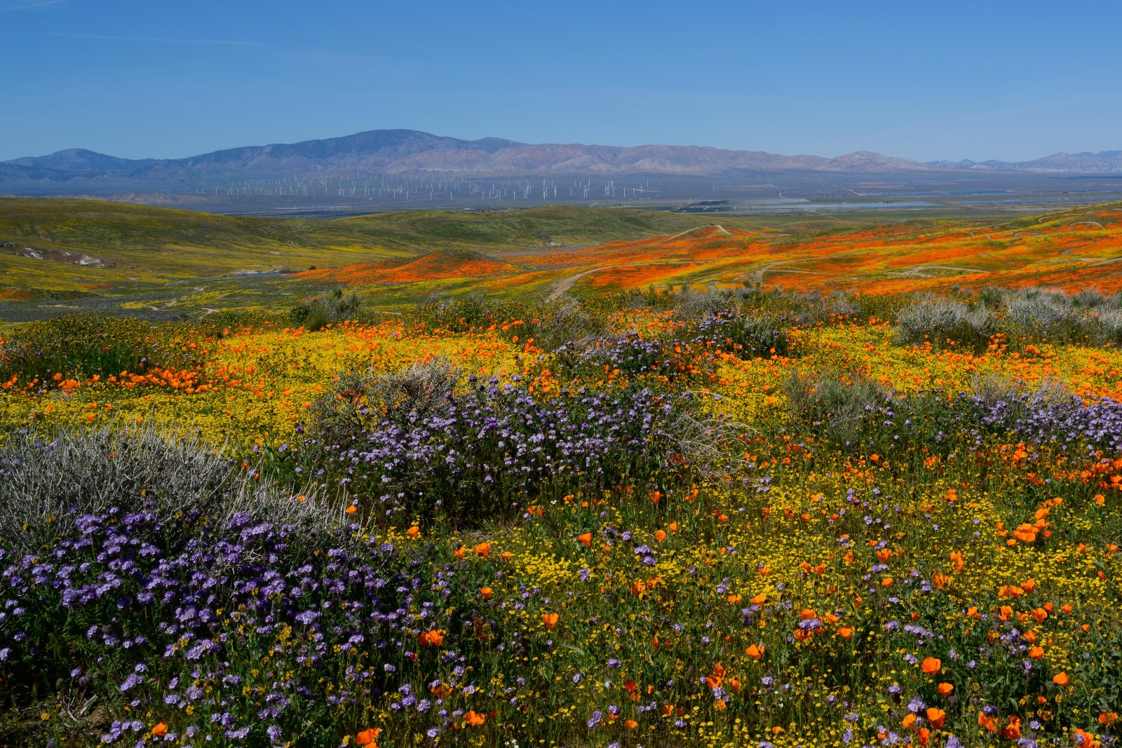 Antelope Valley