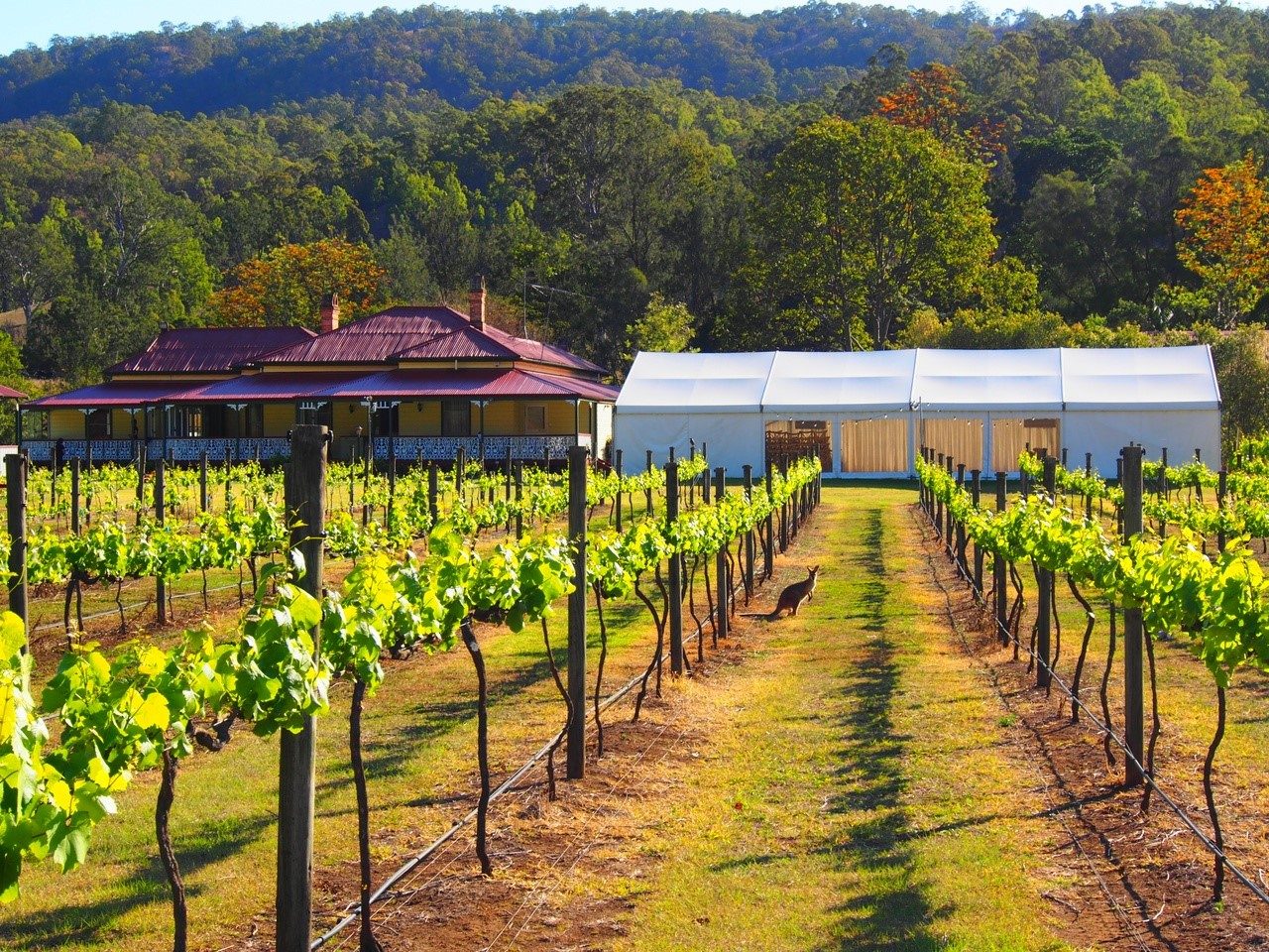 Brisbane Helicopter Wine Tour