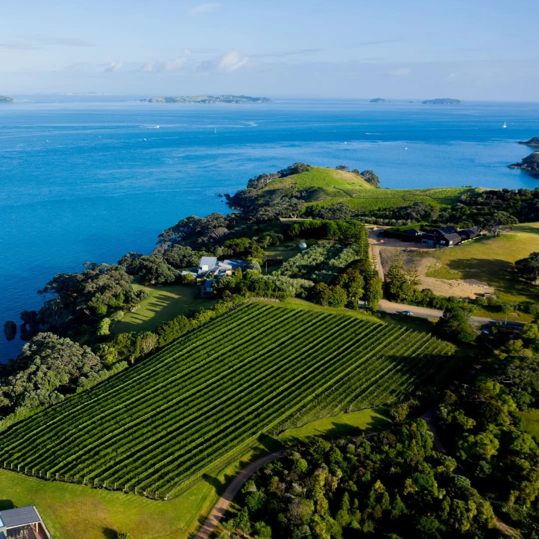 Waiheke Vineyards