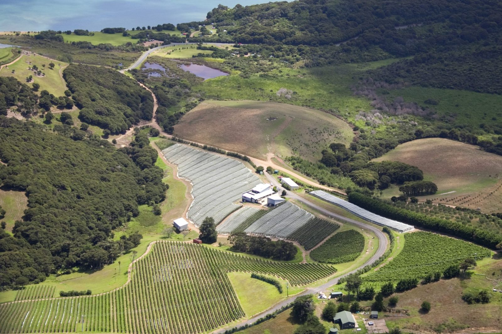 Waiheke Island Vineyards