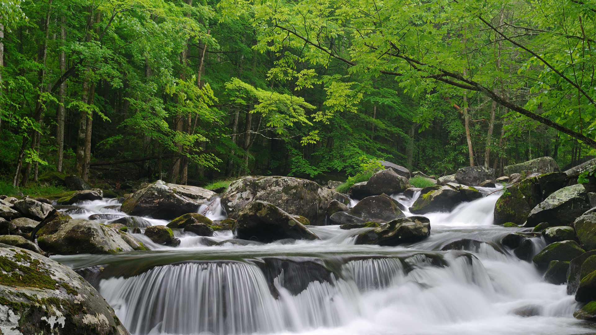 Little Pigeon River Corridor