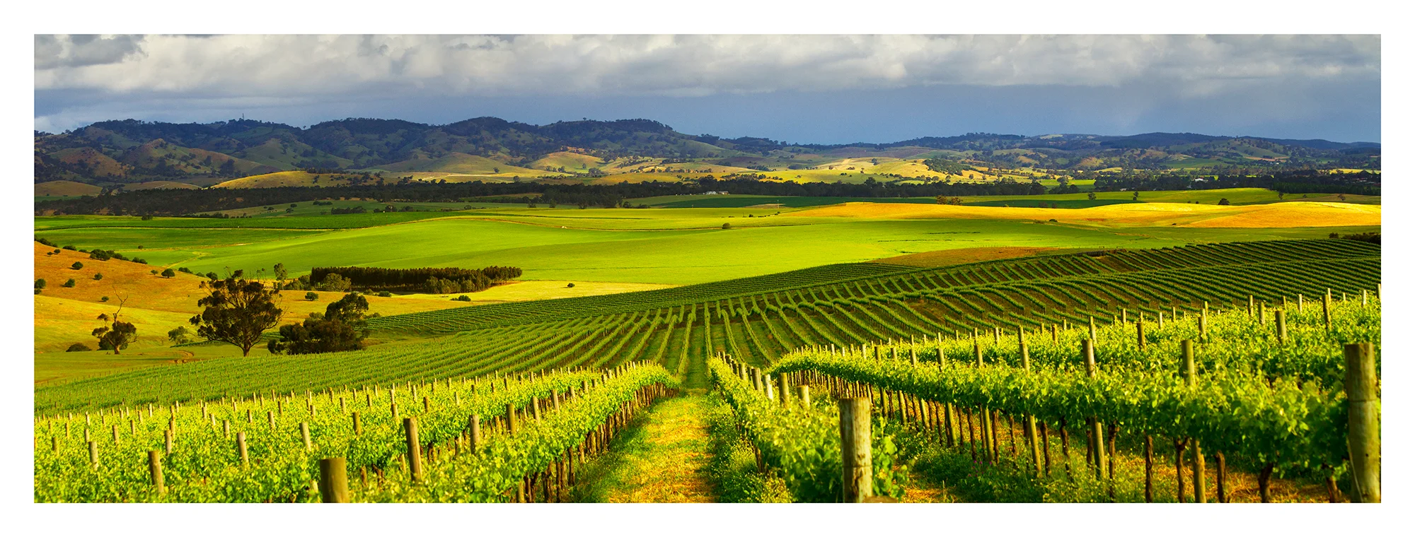 Vineyard Aerial Mosaic