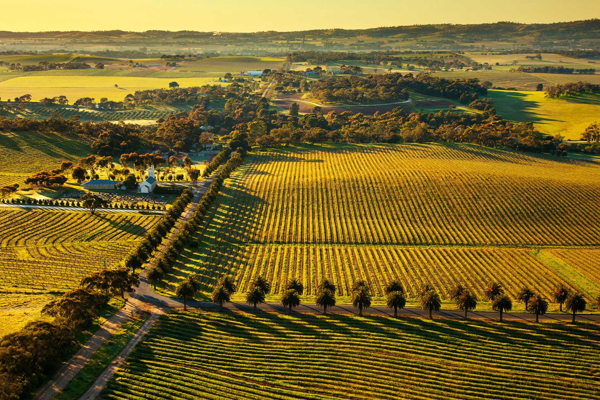 Barossa Valley Vines
