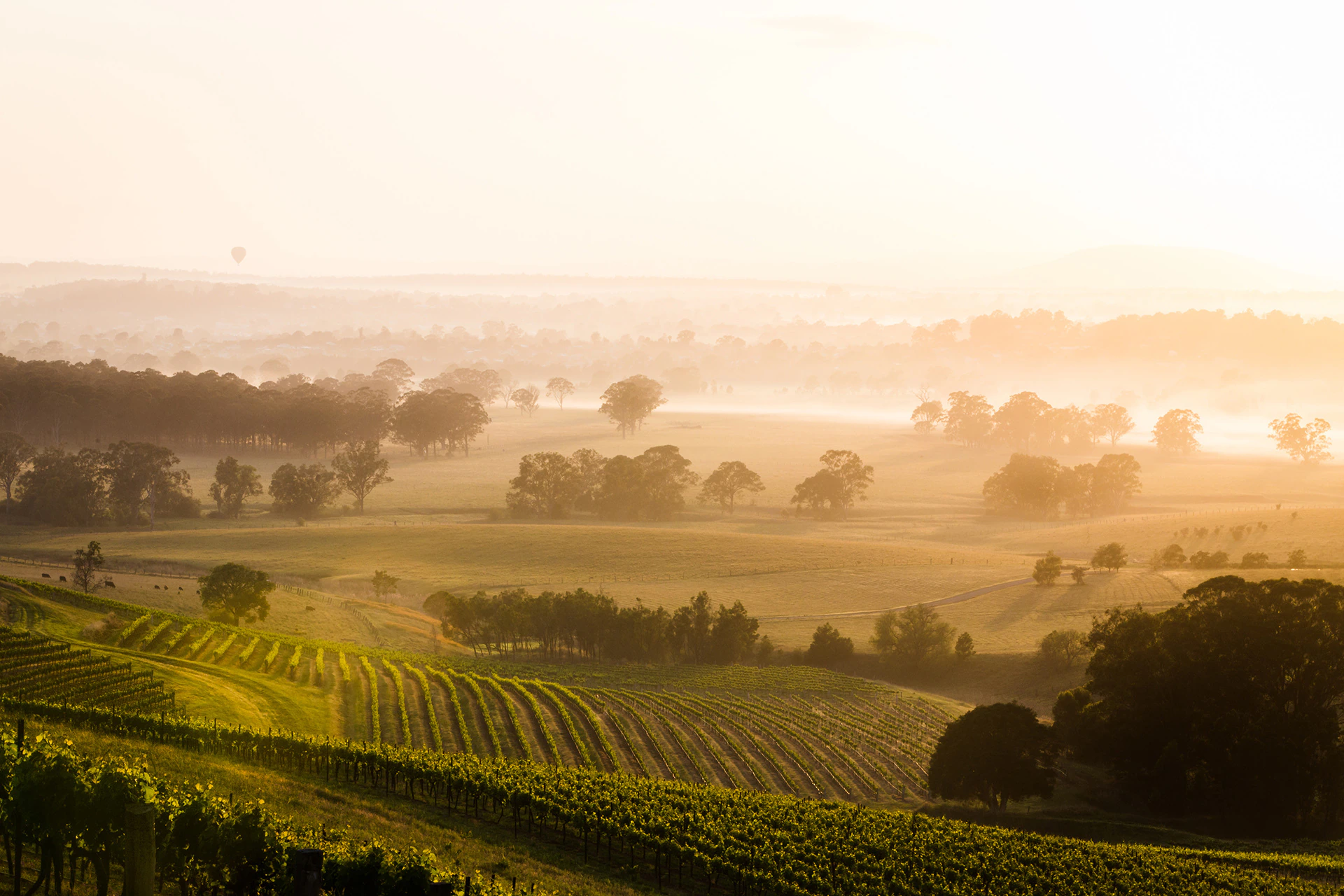Sunrise Vineyard Views