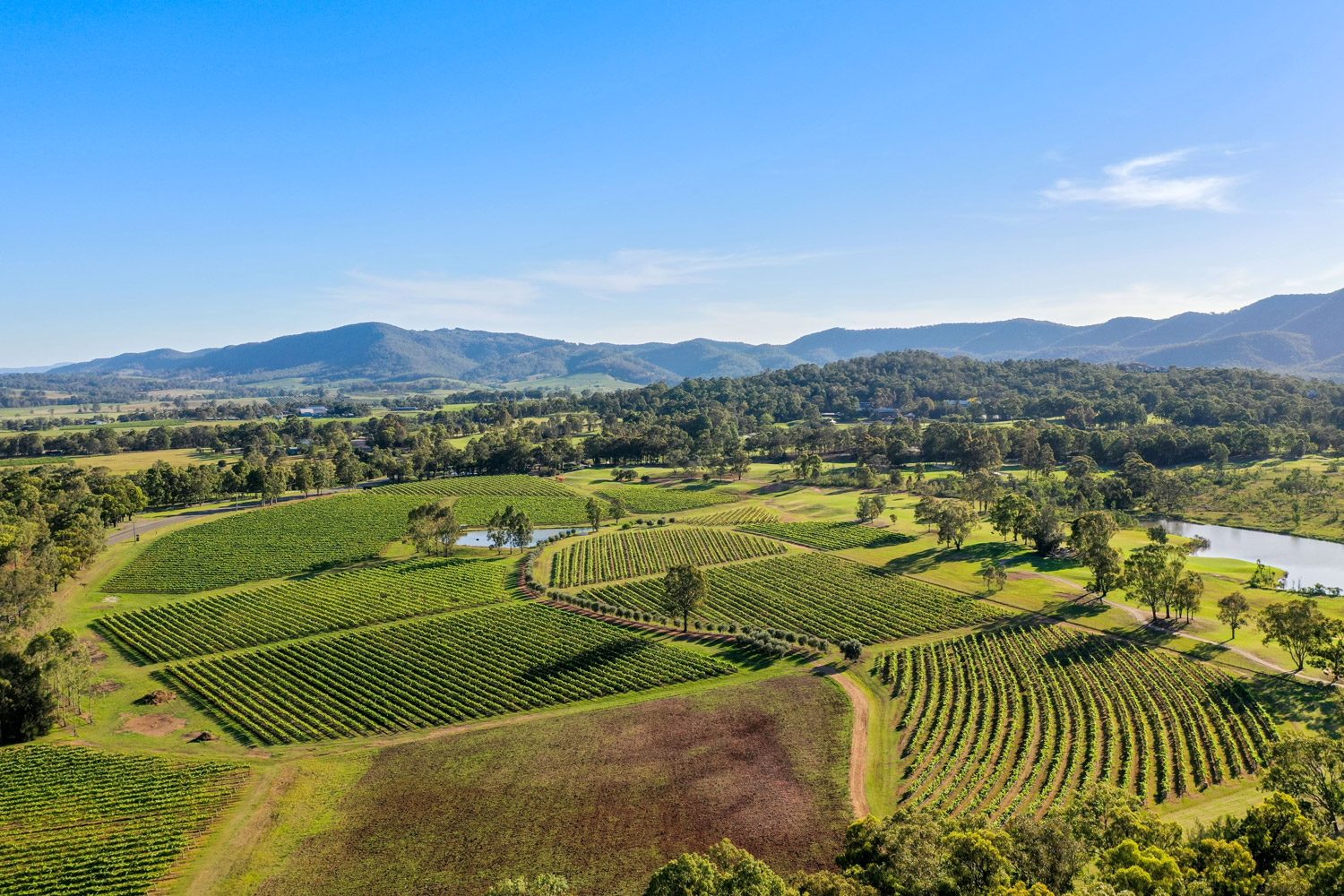 Vineyard Canopy Horizon