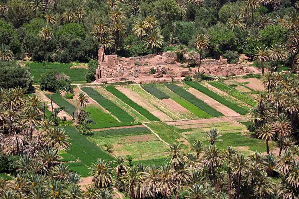 Palmerie Canopy View