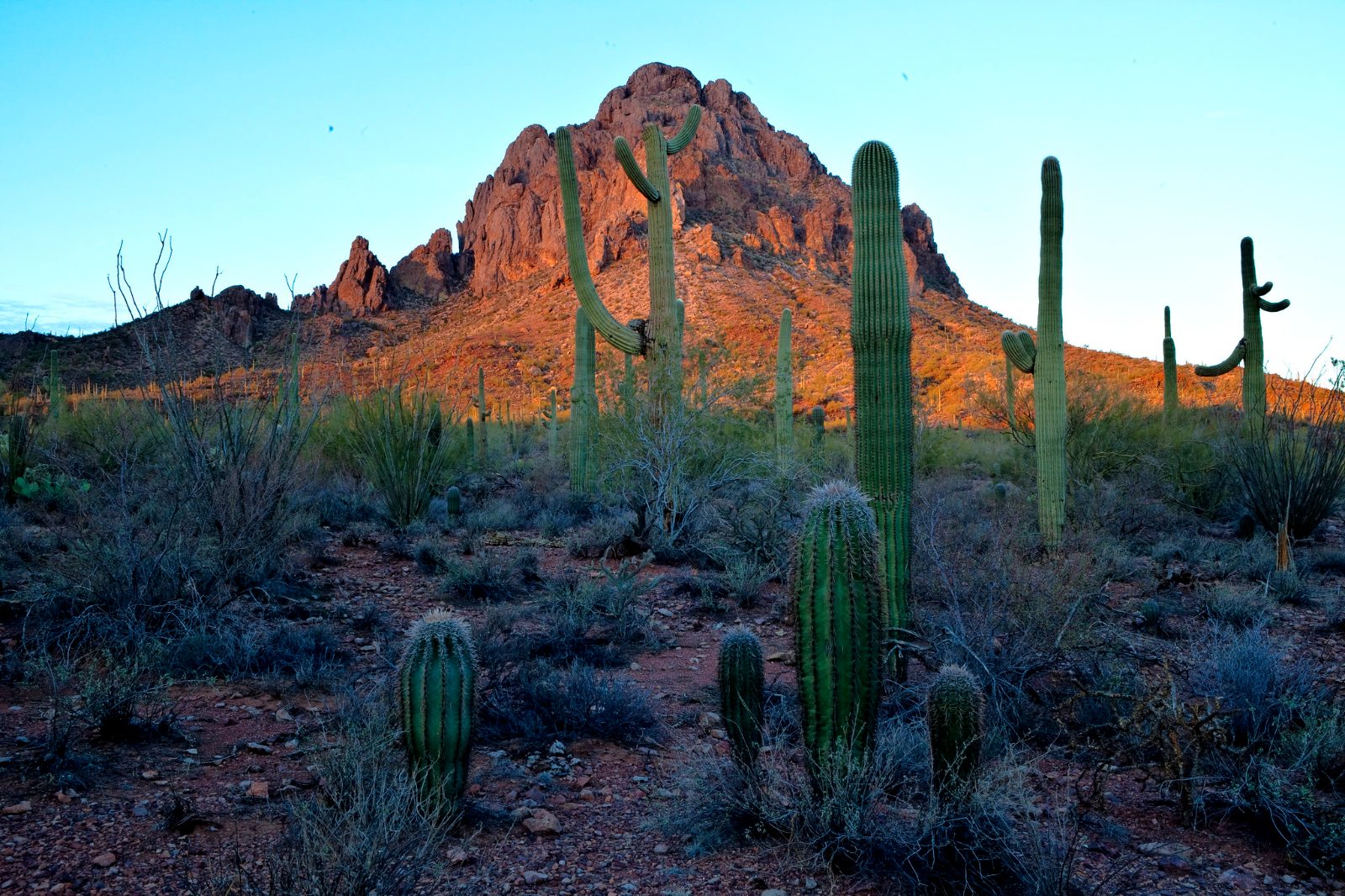 Saguaro National Park
