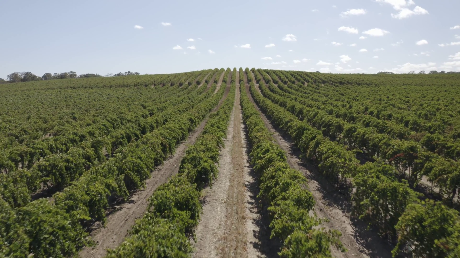 Vineyard Aerial Corridor