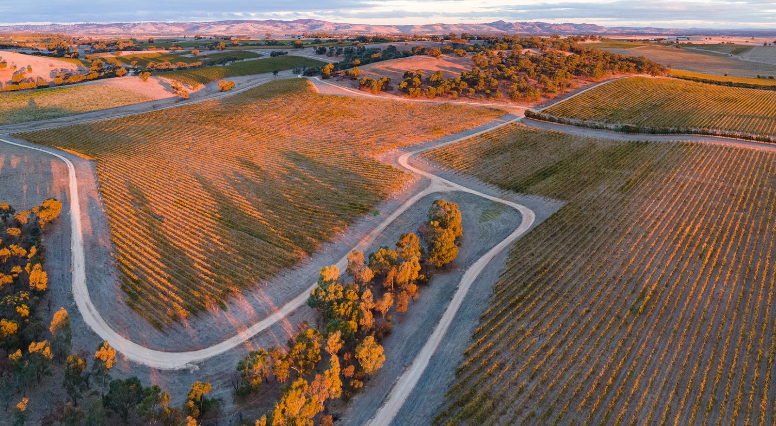 Barossa Valley Canopy View