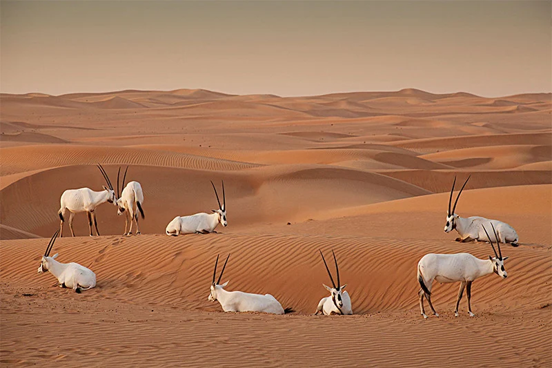Arabian Oryx Habitat
