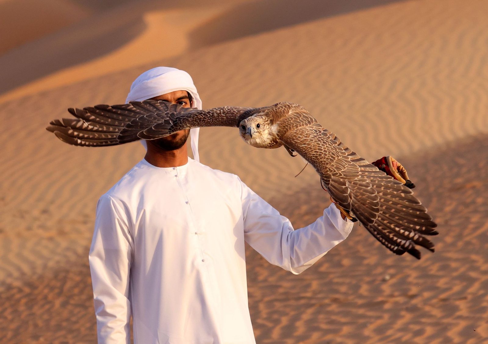 Falconry Observation Point