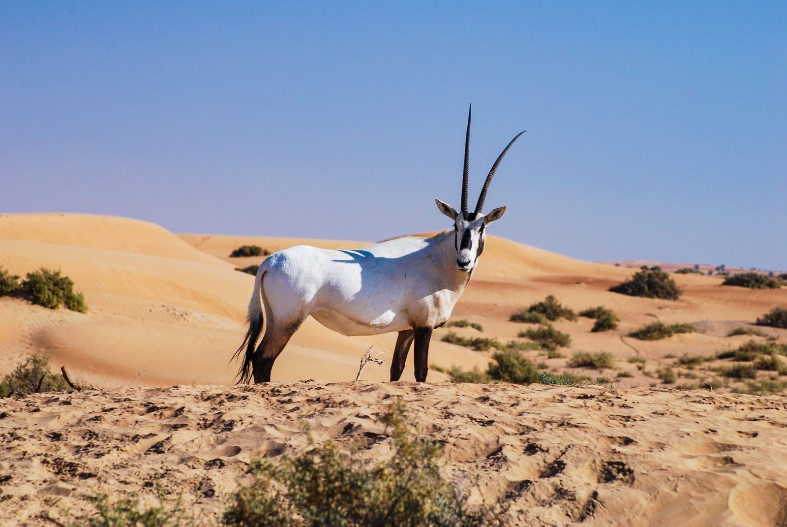 Arabian Oryx Sanctuary
