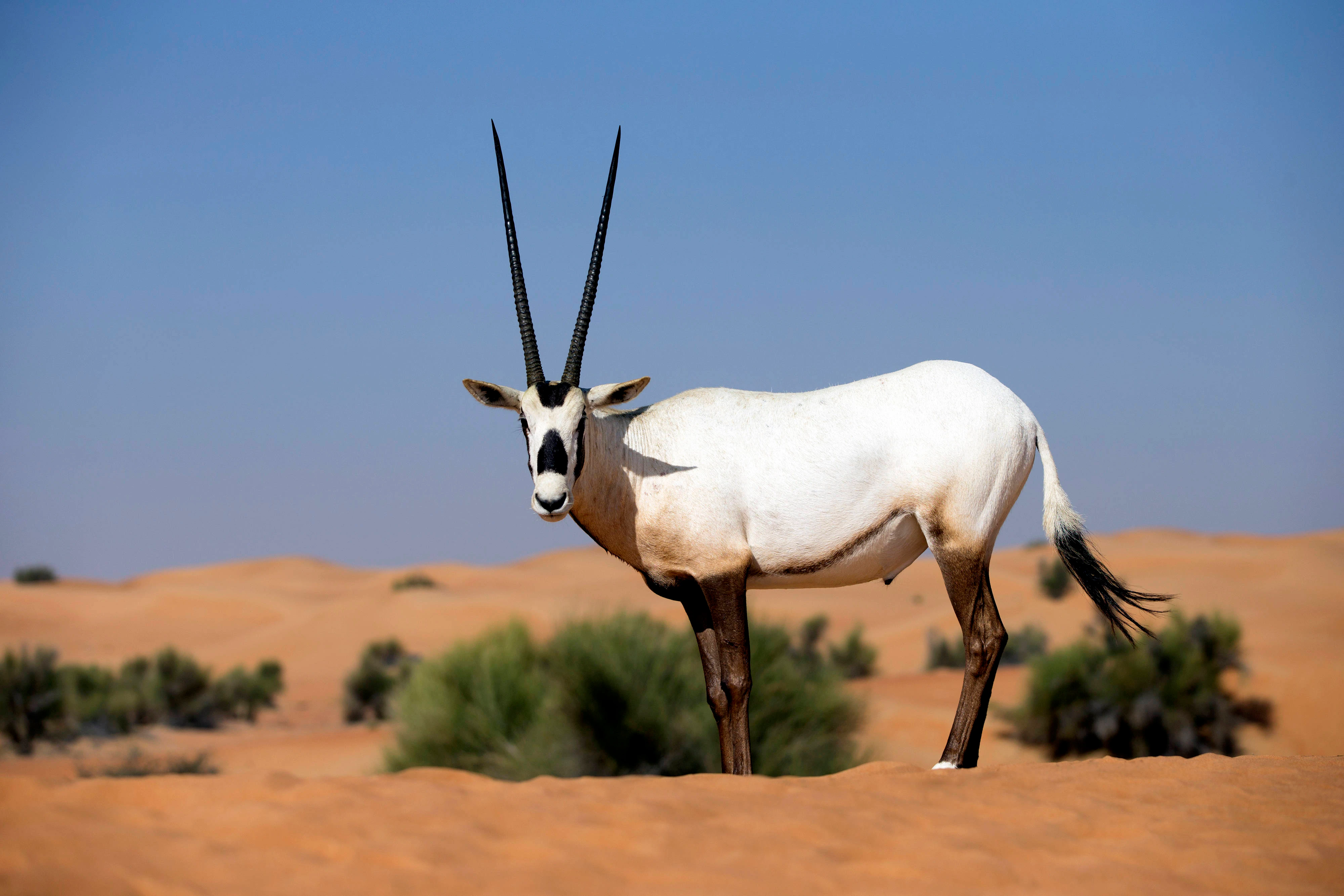 Arabian Oryx Observation Angle
