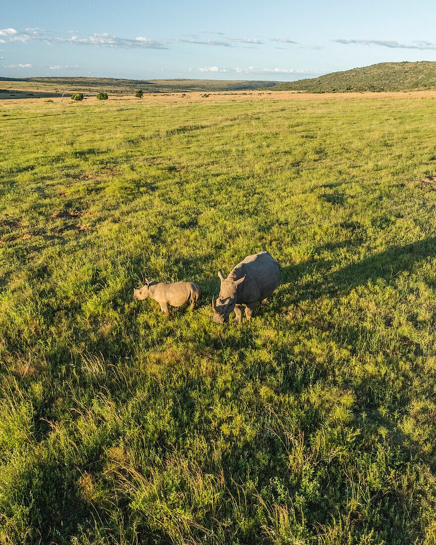Rhino Ridge