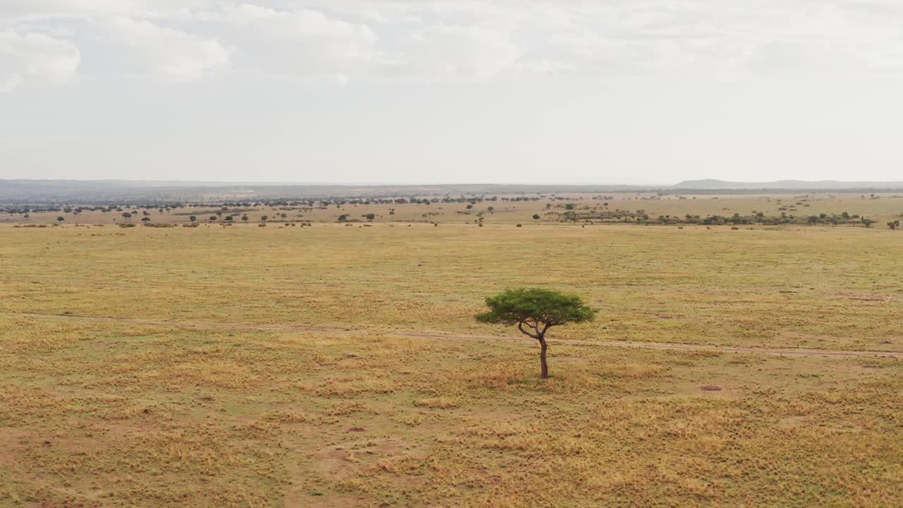 Savanna Grasslands