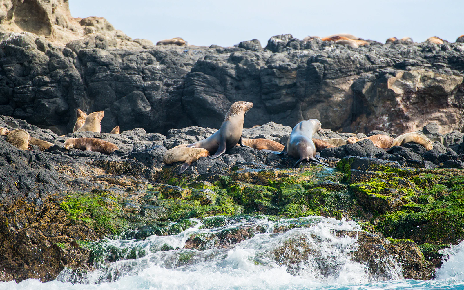 Seal Rock