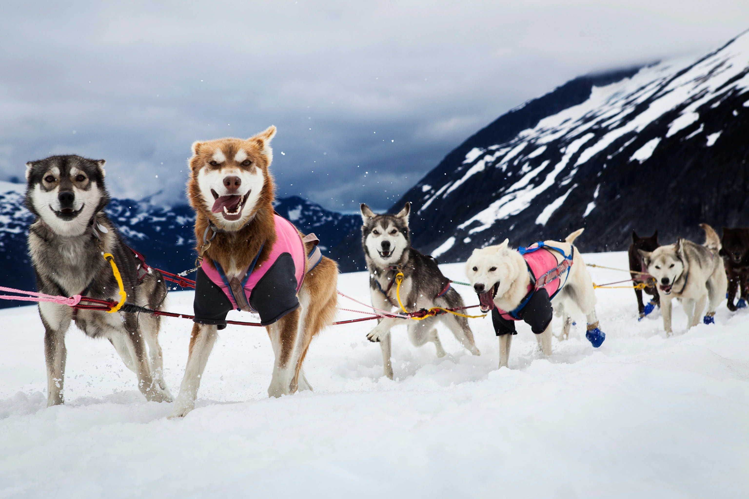 Husky Kennel