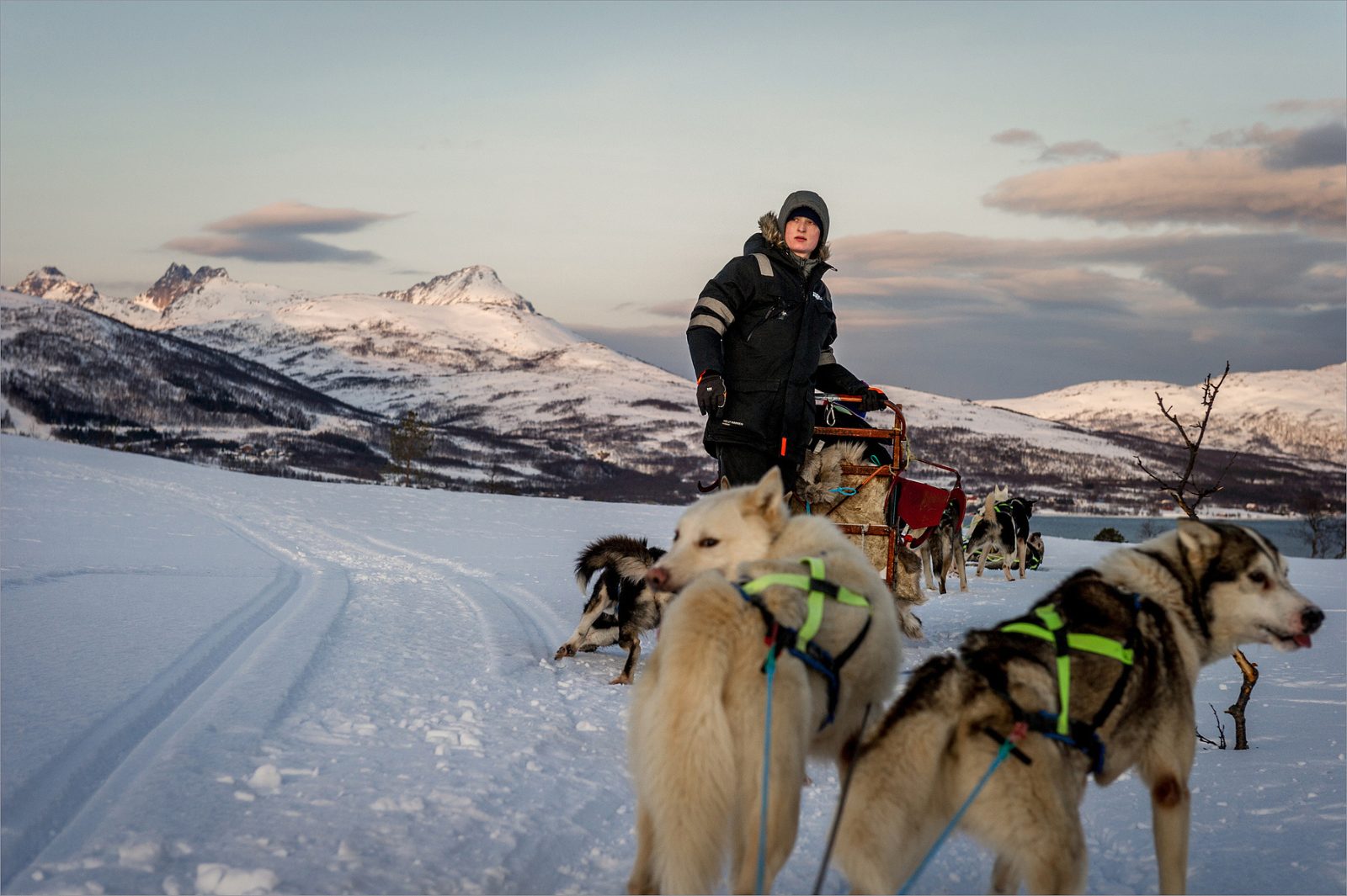 Dog Sledding Bodo