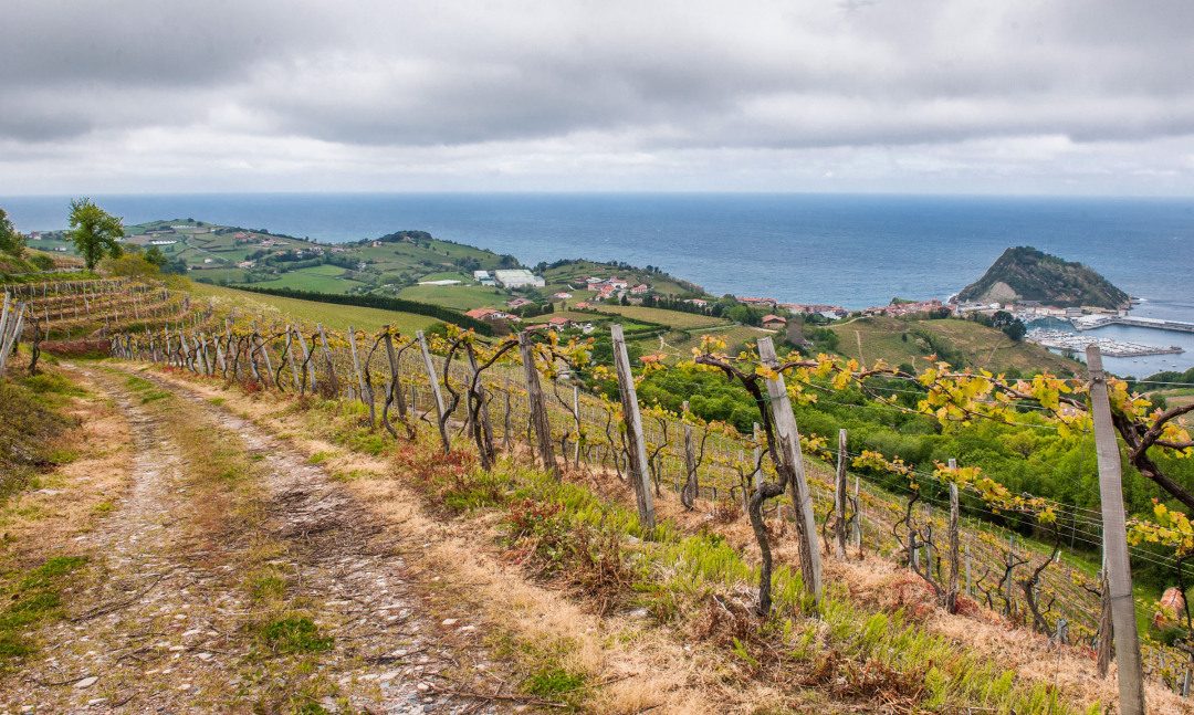 Vineyard Terrace Overlook