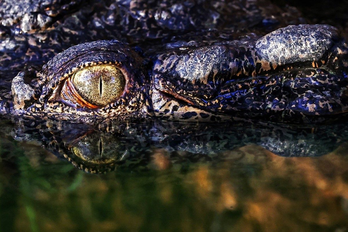 Crocodile Habitats