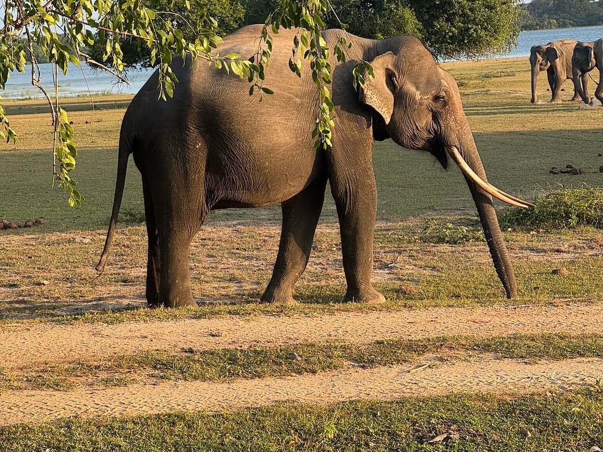 Elephant Viewing Point