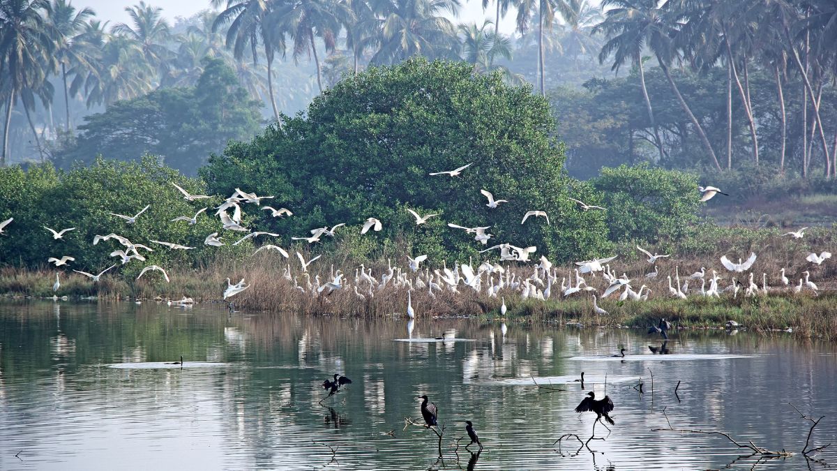 Bird Watching Zones