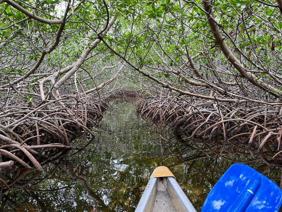 Mangrove Tunnels