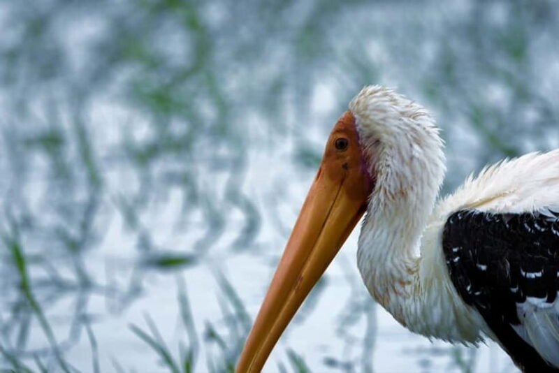 Water Bird Sanctuary Zone
