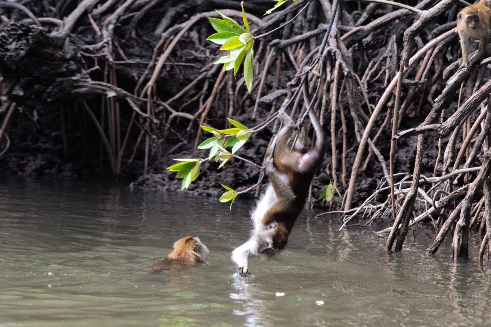 Monkey Observation Areas