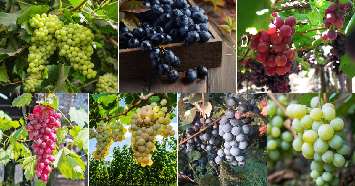Grape Variety Gallery