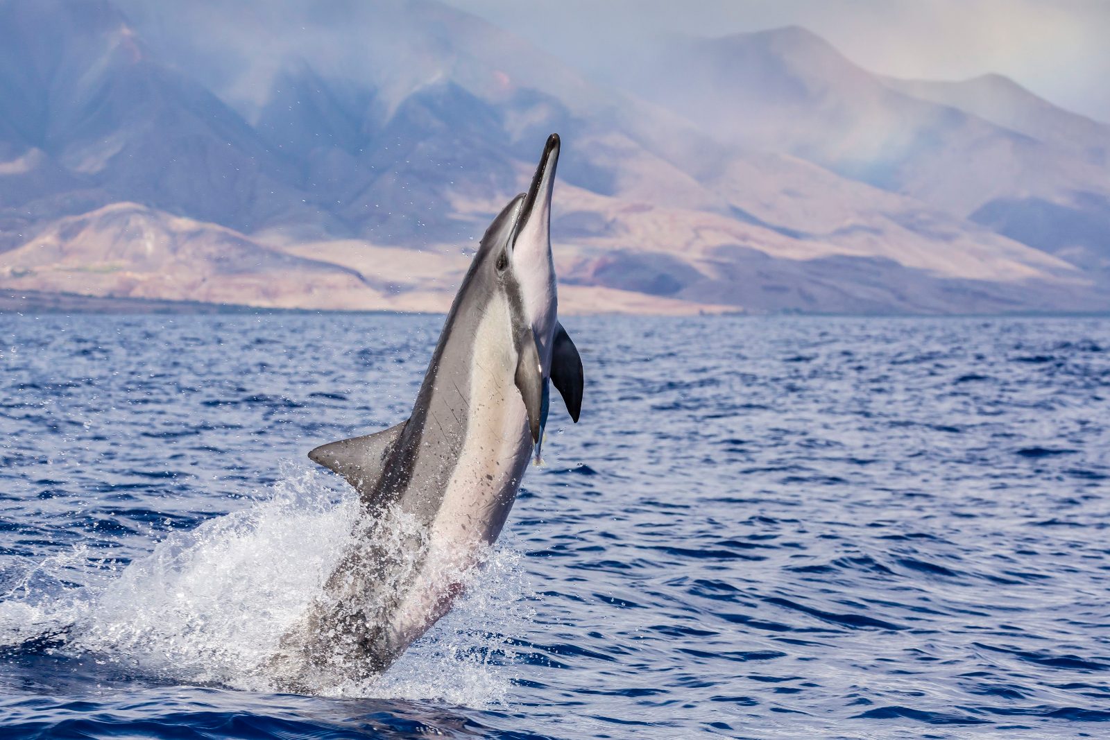 Manjuyod Sandbar Dolphin Watching