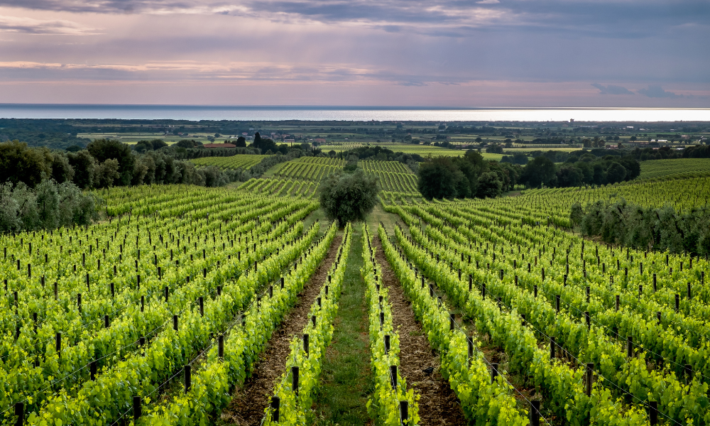 Vineyard Rows Perspective