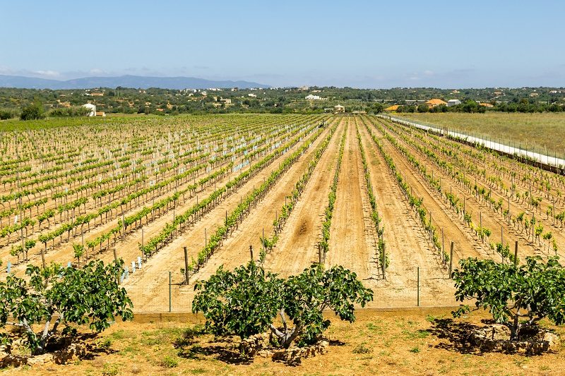Vineyard Rows Perspective