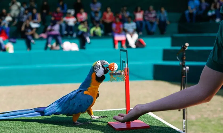 Interactive Flight Demonstrations