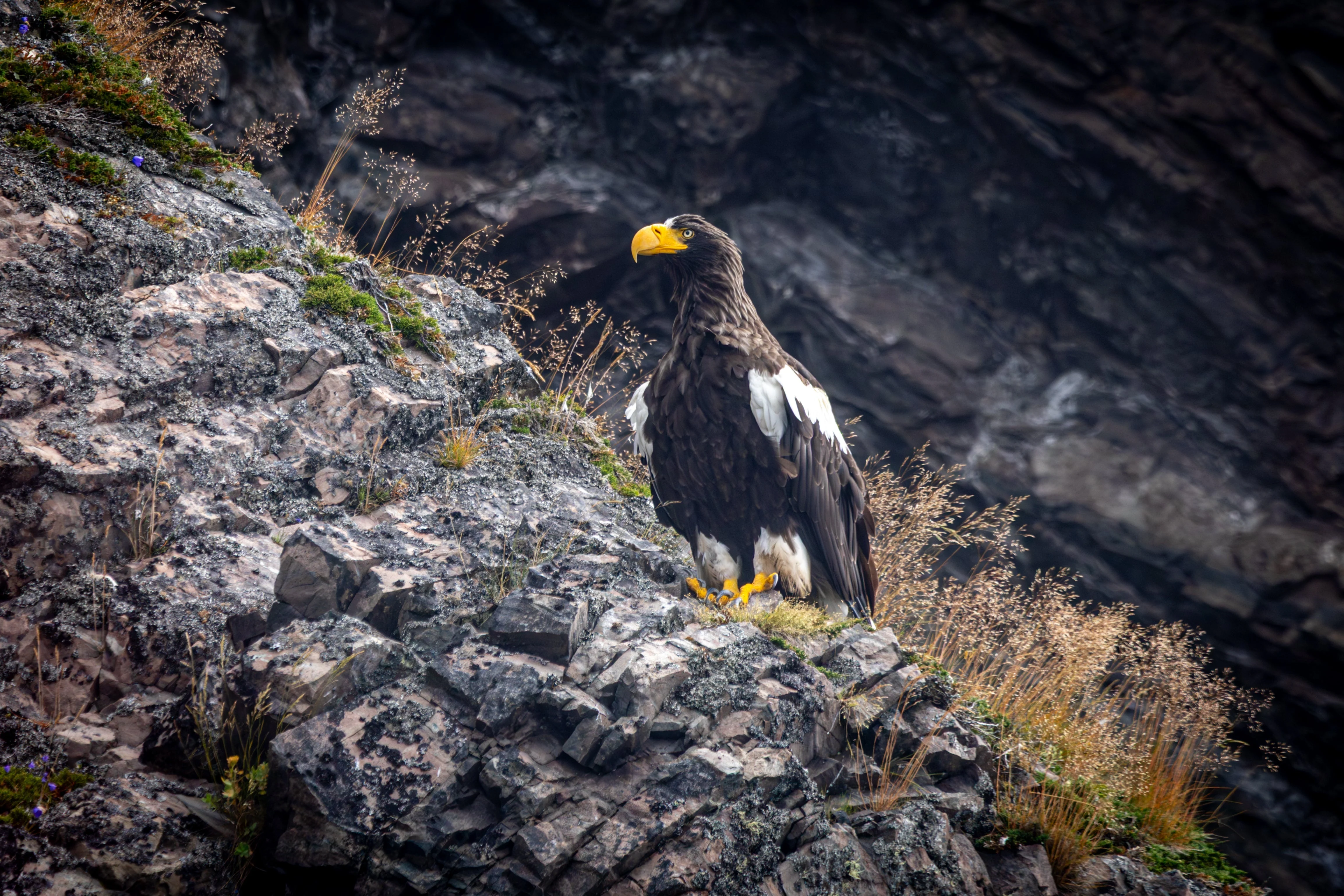 Steller Sea Eagle Station