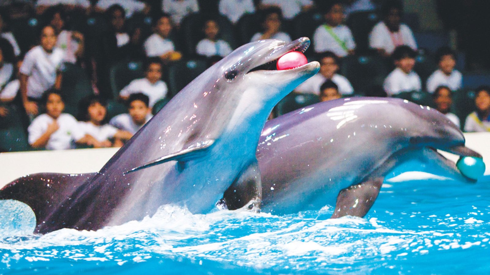 Dubai Dolphin Show Tickets