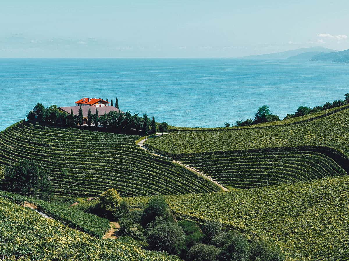 Akerregi Vineyard Rows
