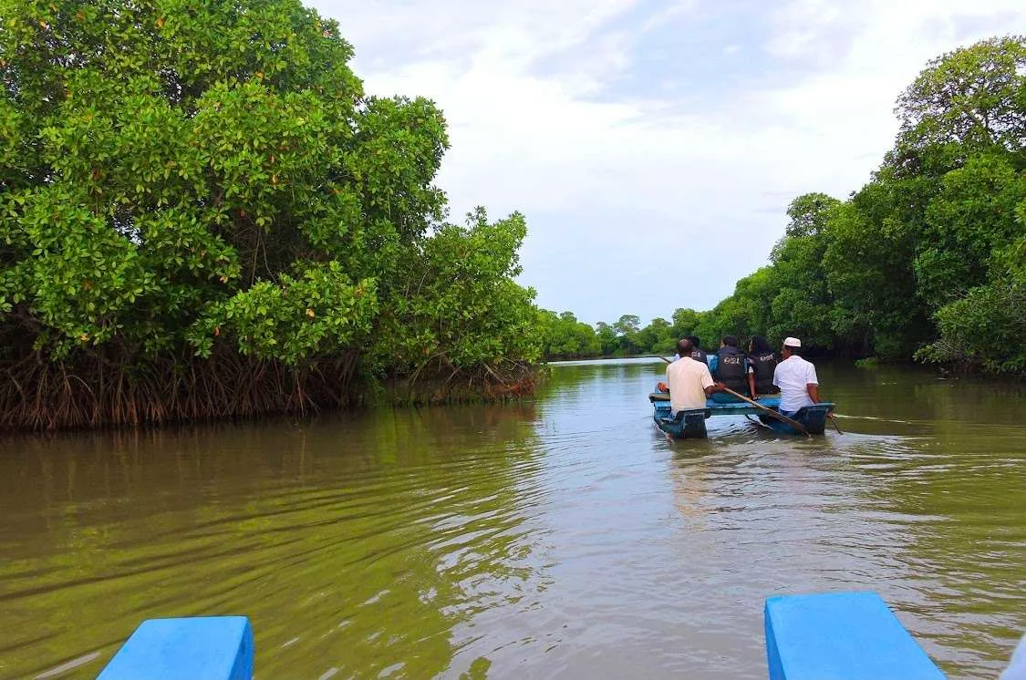 Mangrove Tunnel Entrance