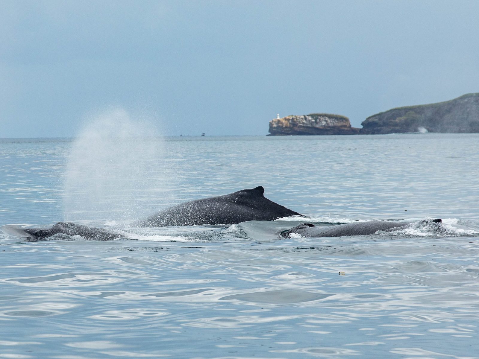 Las Perlas Whale Watching