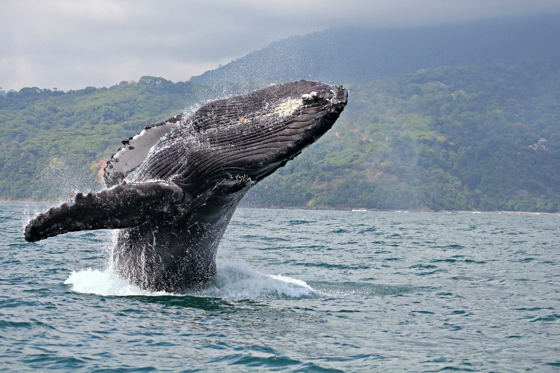 Humpback Whale Pods