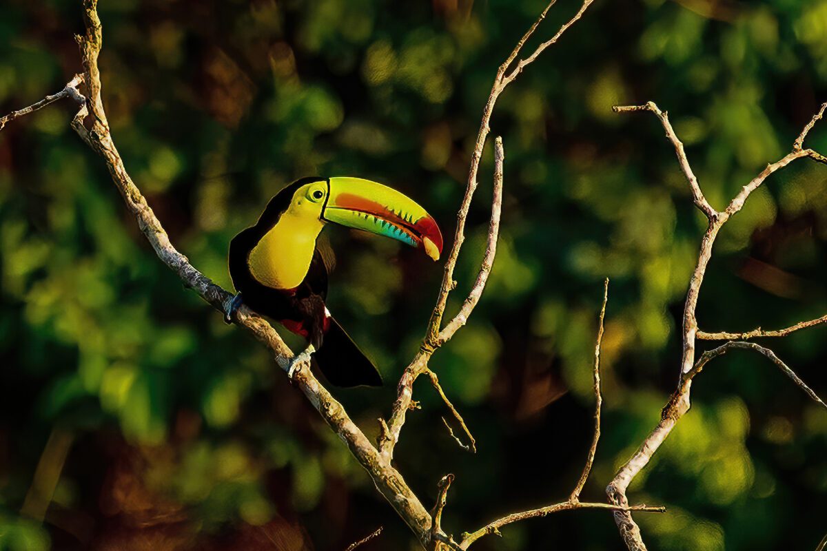 Tropical Birds