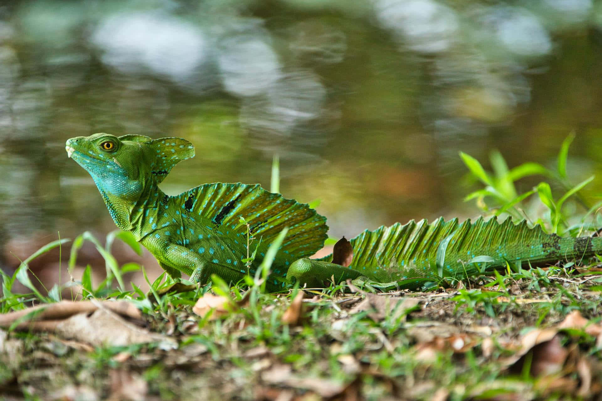 Basilisk Lizards