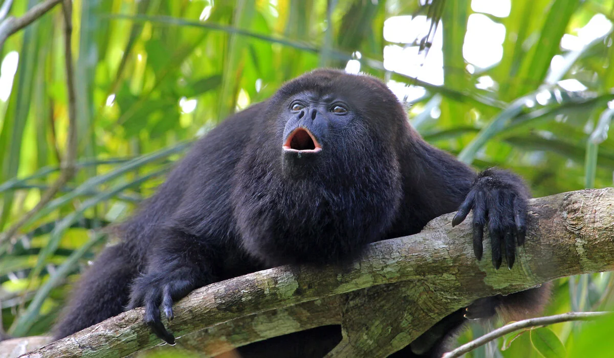 Howler Monkeys