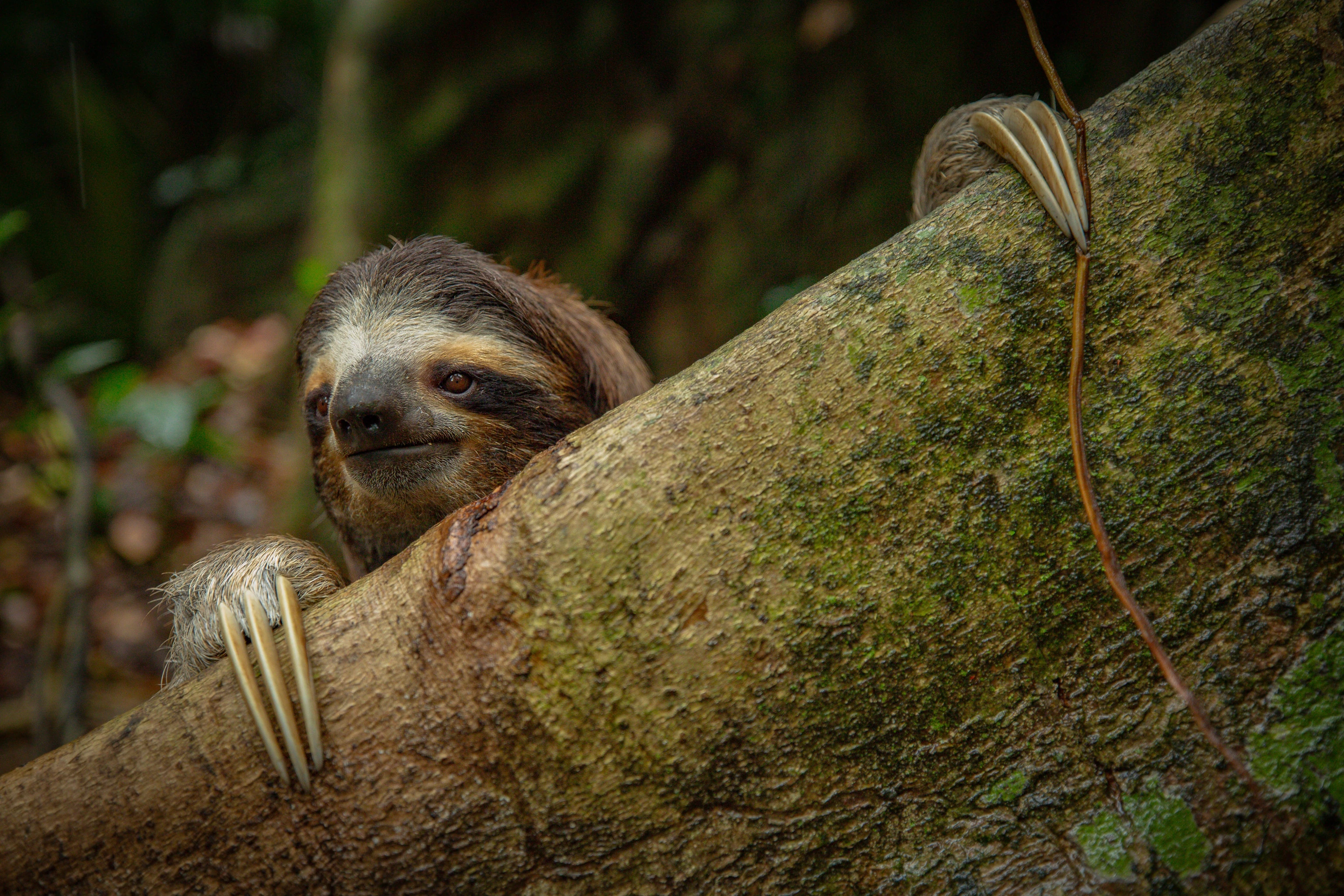 Sloths