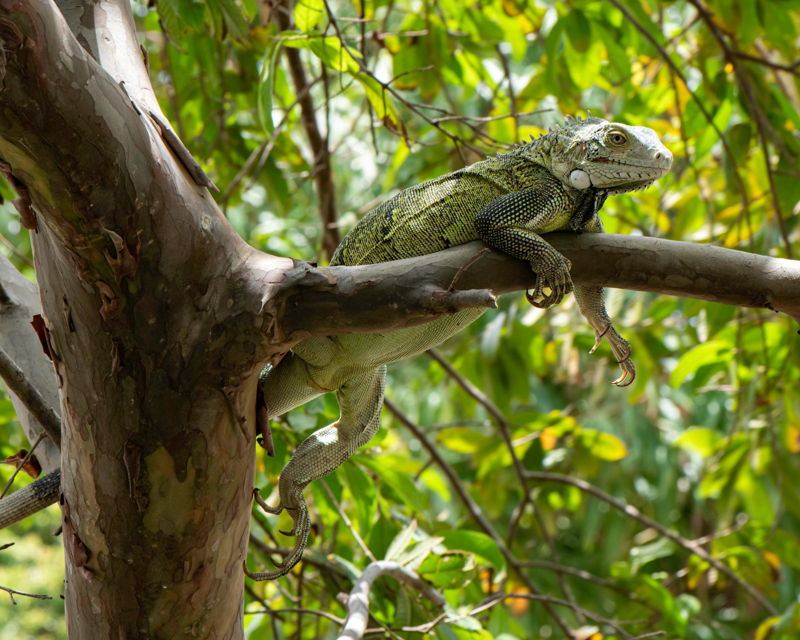 Green Iguanas